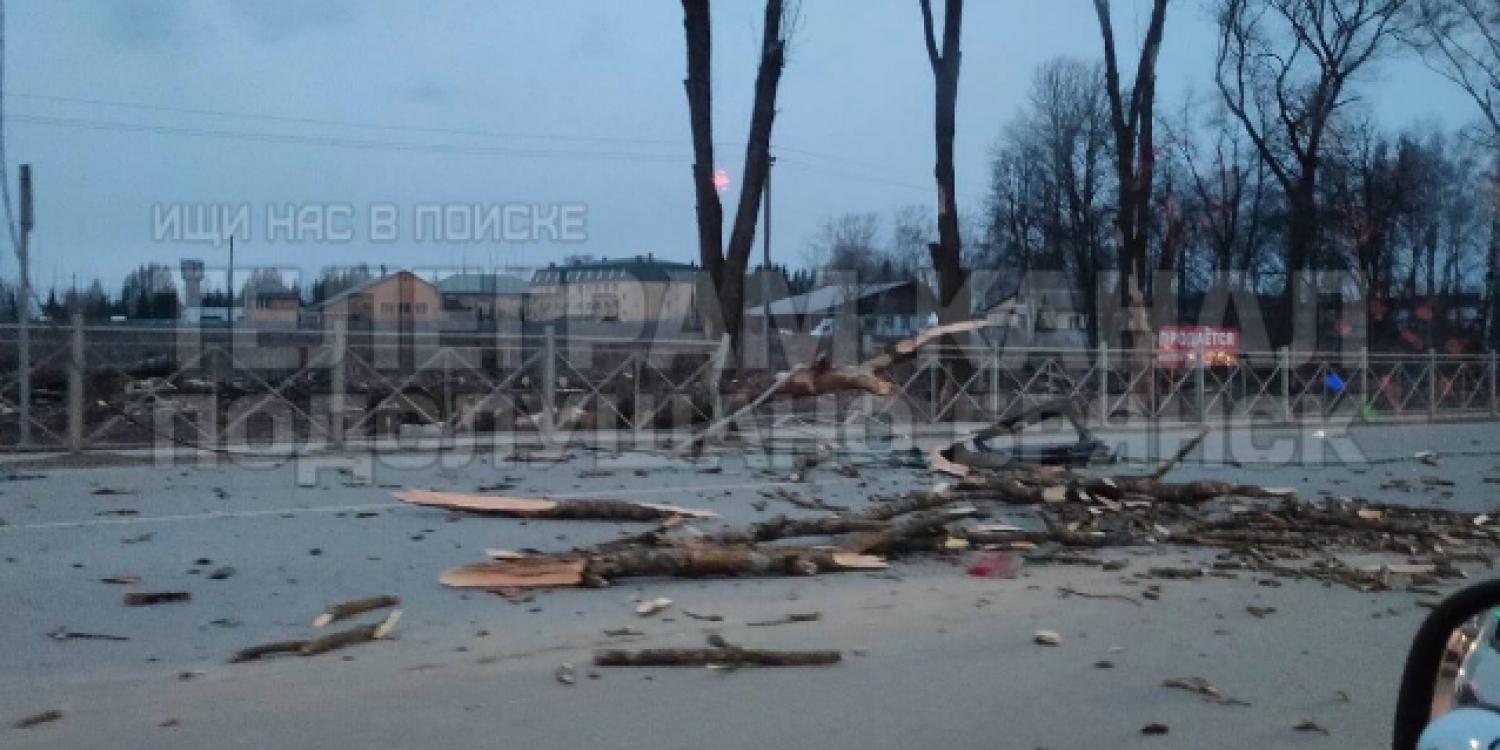 В Брянске из-за ветра кусок дерева протаранил легковушку
